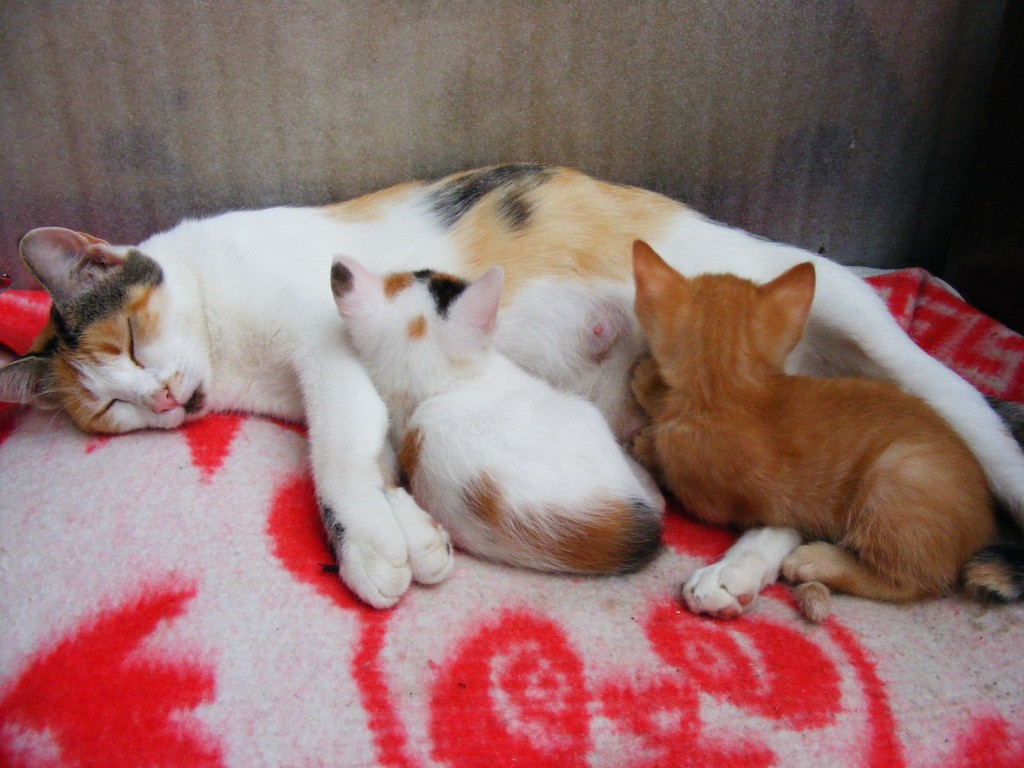 image_slider